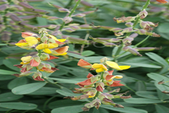 Crotalaria retusa